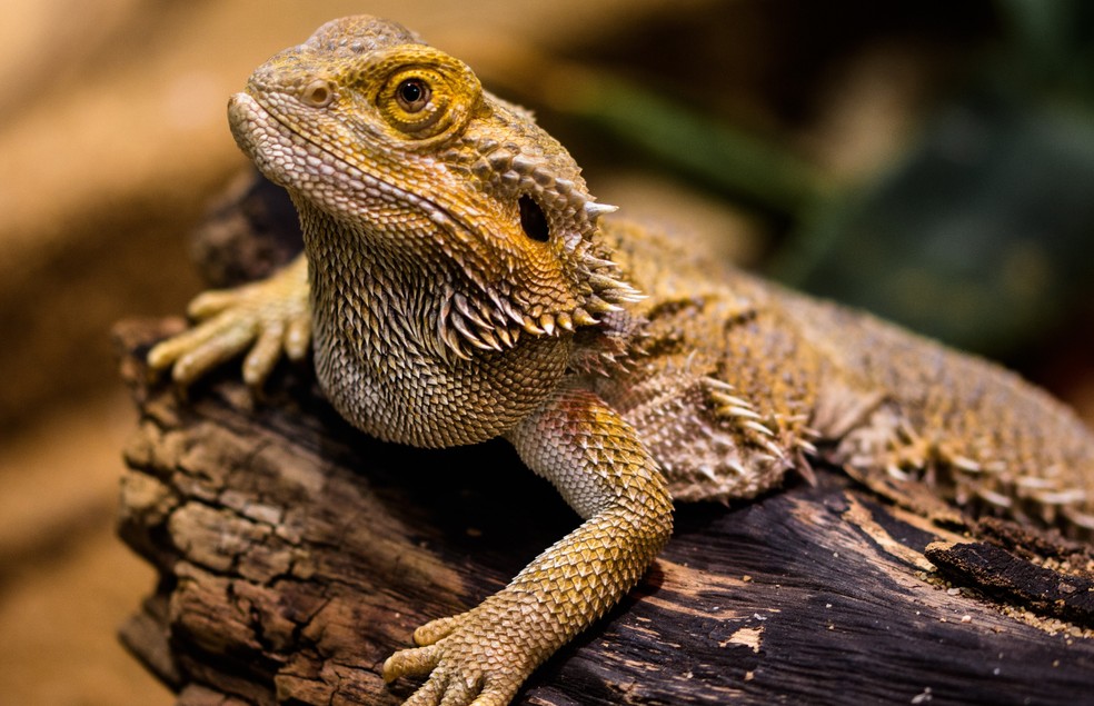 Os pets não convencionais, como o lagarto, possuem algumas particularidades e necessitam de cuidados especiais — Foto: Canva/ CreativeCommons