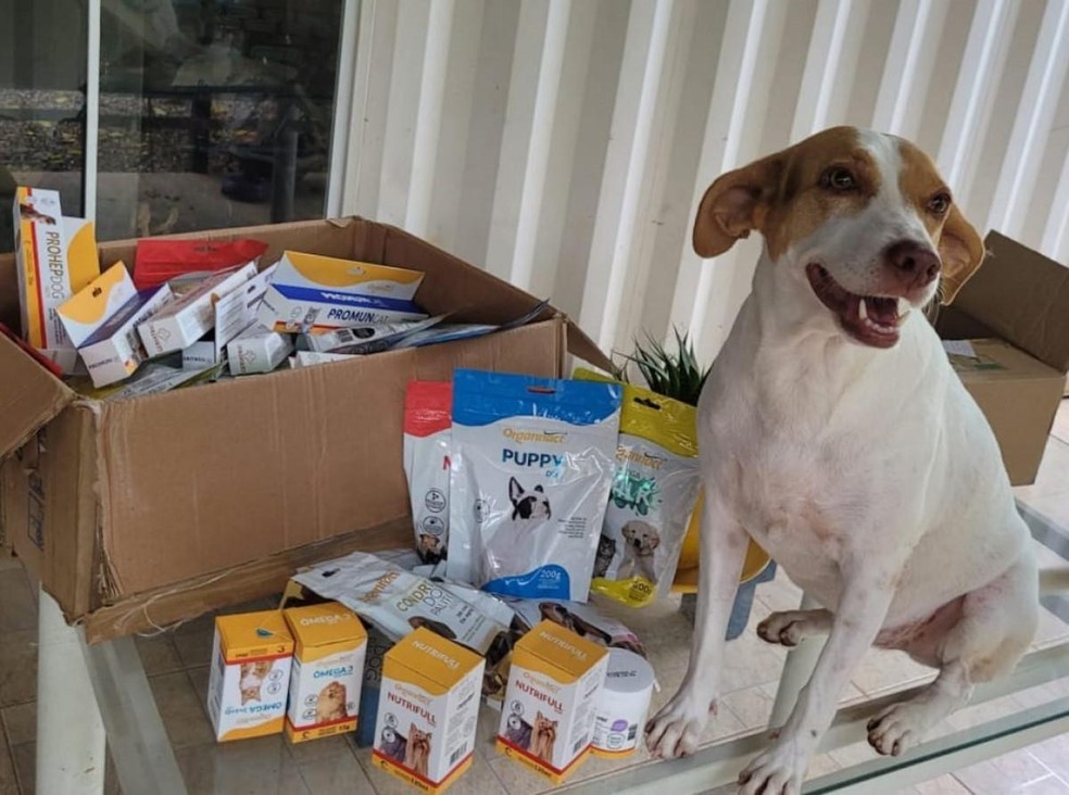O projeto Ciranda de Carinho oferece R$ 1 milhão em produtos para ONGs de animais em diversas cidades do país — Foto: ( Organnact/ Divulgação )