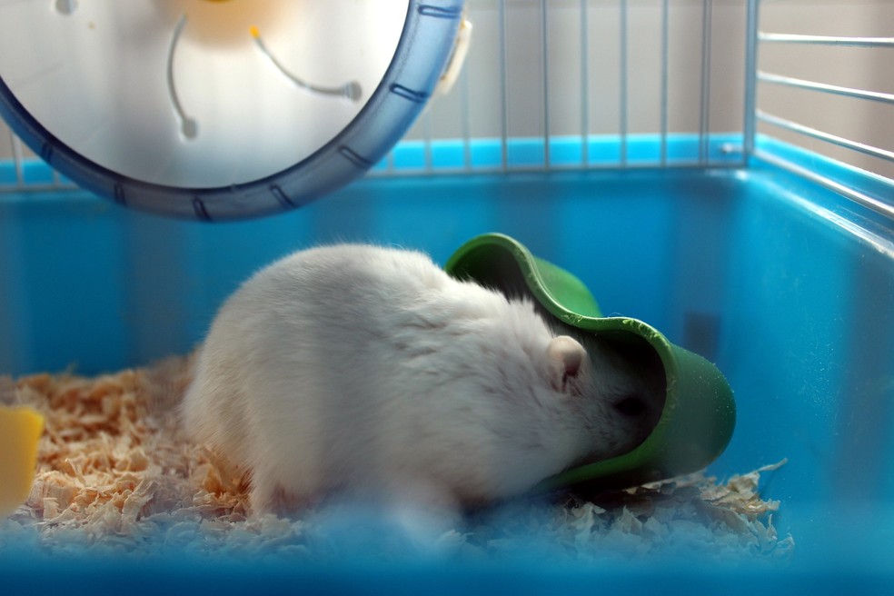 A alimentação de um hamster doméstico deve ser baseada na ração — Foto: Pixabay/ Alicja/ Creative Commons