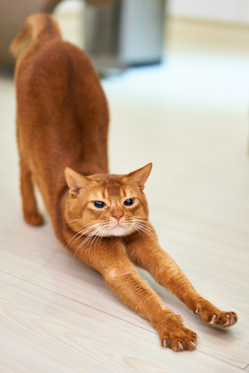 Por conta da flexibilidade natural, os gatos sofrem menos lesões nas articulações, mas a artrose pode se desenvolver conforme o animal envelhece — Foto: Unsplash/ Creative Commons