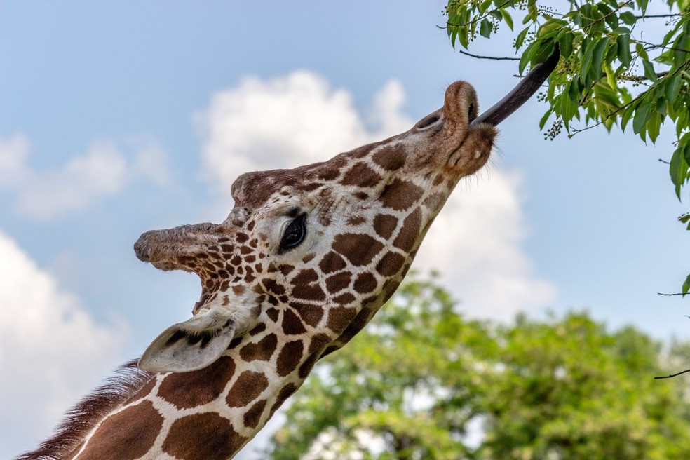 O órgão vomeronasal, que detecta os feromônios, tem uma conexão maior com a boca do que com o nariz em girafas — Foto: Unsplash/ Slawek K/ Creative Commons
