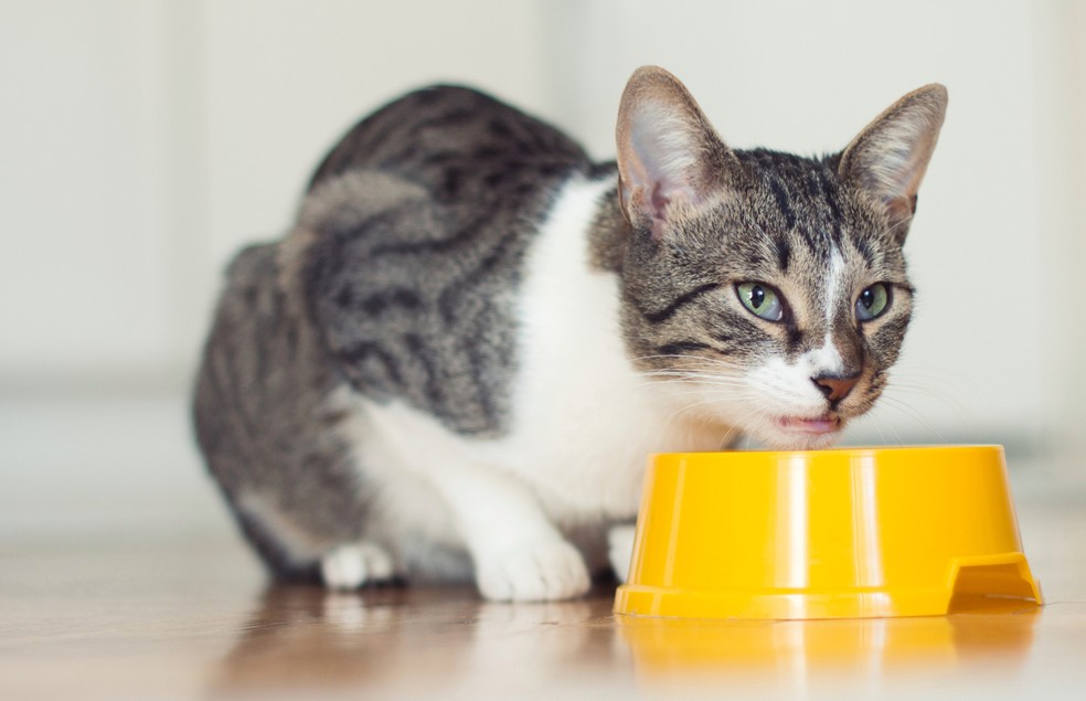 Os gatos não devem ingerir batata-doce em grandes quantidades  — Foto: Canva/ Creative Commons