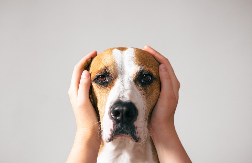 O estresse canino existe e pode prejudicar a saúde mental do cão — Foto: Canva/ CreativeCommons