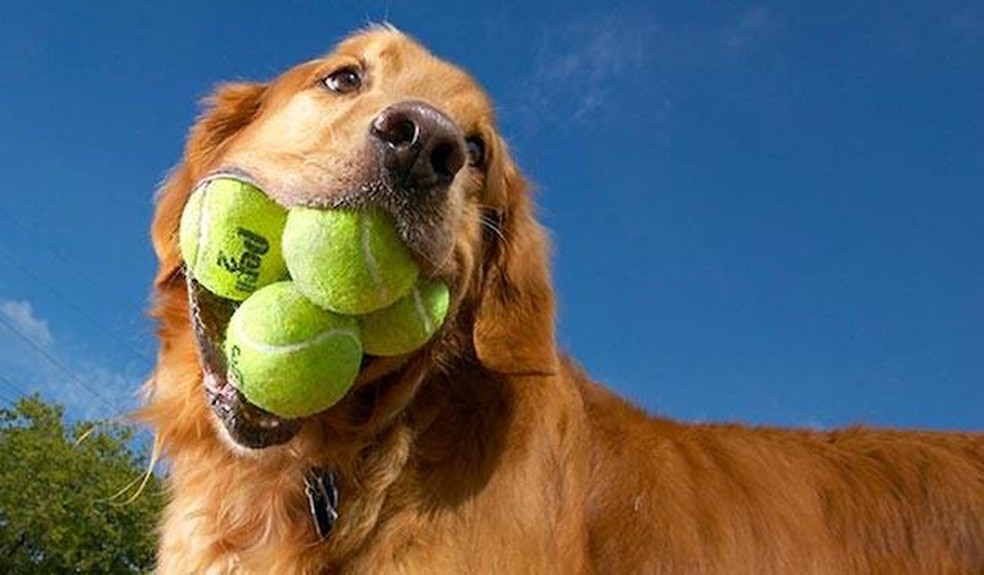 Um golden retriever segurou 5 bolas de tênis na boca ao mesmo tempo, mas outro cão já bateu seu recorde — Foto: ( GWR/ Reprodução)