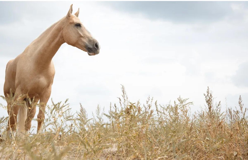 Os cavalos precisam se manter sempre alerta para evitar que sejam predados — Foto: Canva/ CreativeCommons
