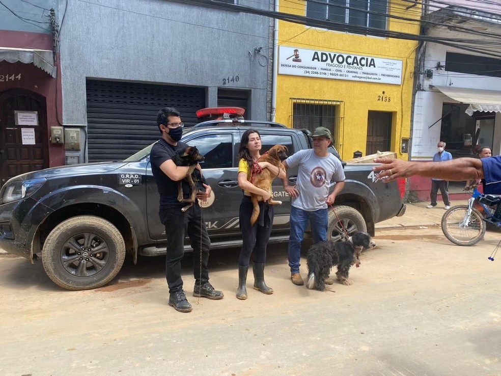 Os animais resgatados são encaminhados a clínicas veterinárias e, posteriormente, a lares temporários — Foto: ( RJPET/ Divulgação)