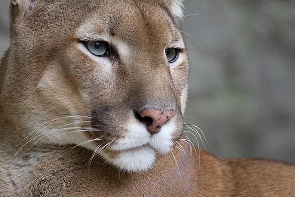 Puma Concolor — Foto: ( Bas Lammers/ Wikimedia Commons/ CreativeCommons)