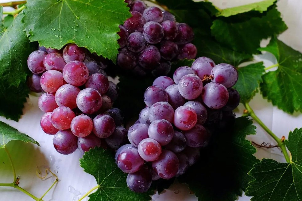 Qualquer tipo de uva pode subitamente danificar os rins do animal, por isso não é indicado ofertar o alimento — Foto: Pexels/ Kai-Chieh Chan/ CreativeCommons