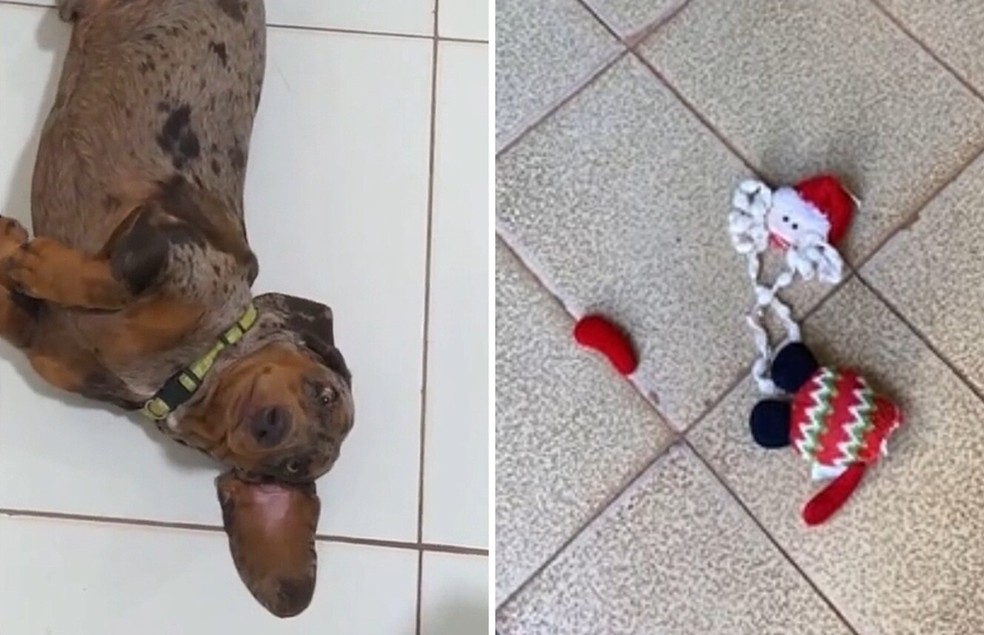 Nescau é um cão de 2 anos da raça dachshund  — Foto: Tiktok/ @amandacsr4/ Reprodução
