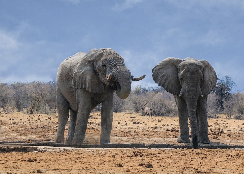 Os elefantes são alguns dos animais mais complexos do reino animal — Foto: Dick Hoskins/ Pexels/ Creative Commons