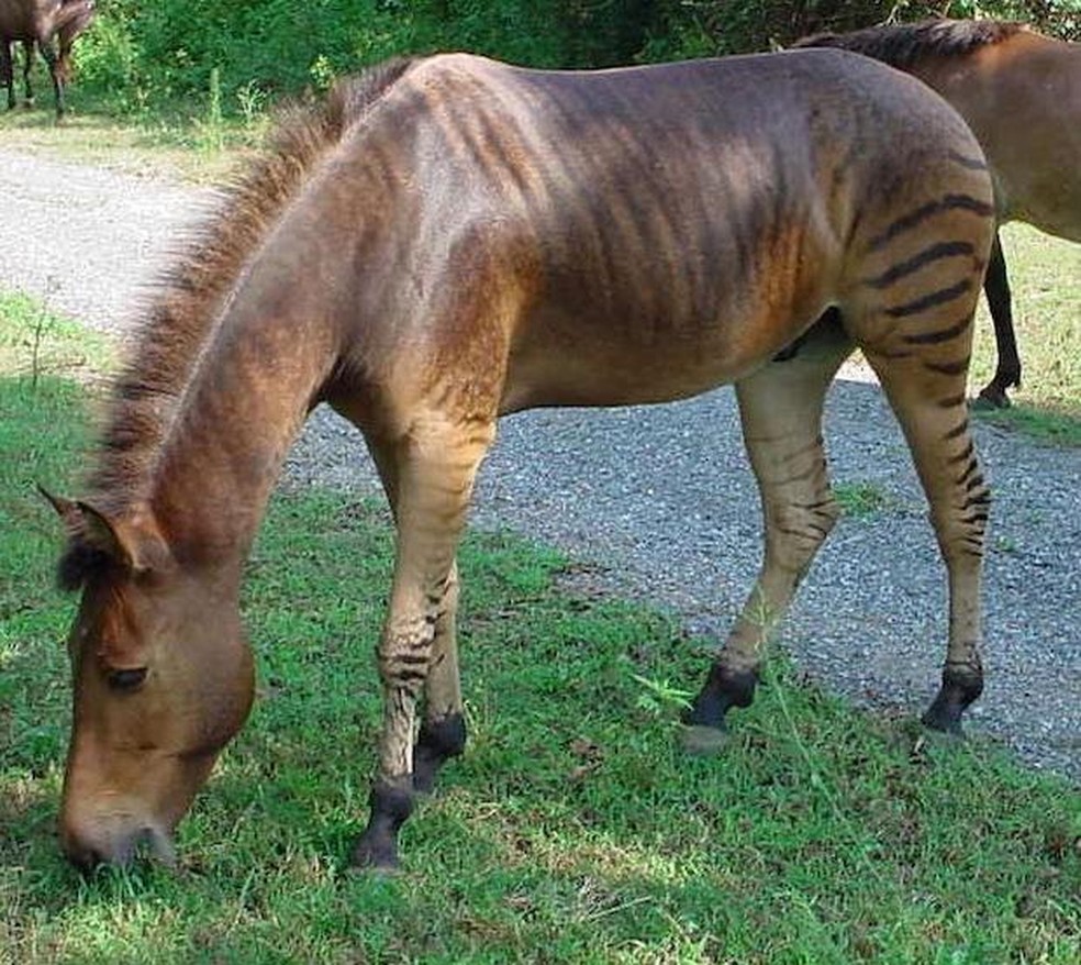 Um zebroide é o híbrido de uma zebra e um cavalo — Foto: ( Kumana @ Wild Equines/ Wikimedia Commons/ CreativeCommons)