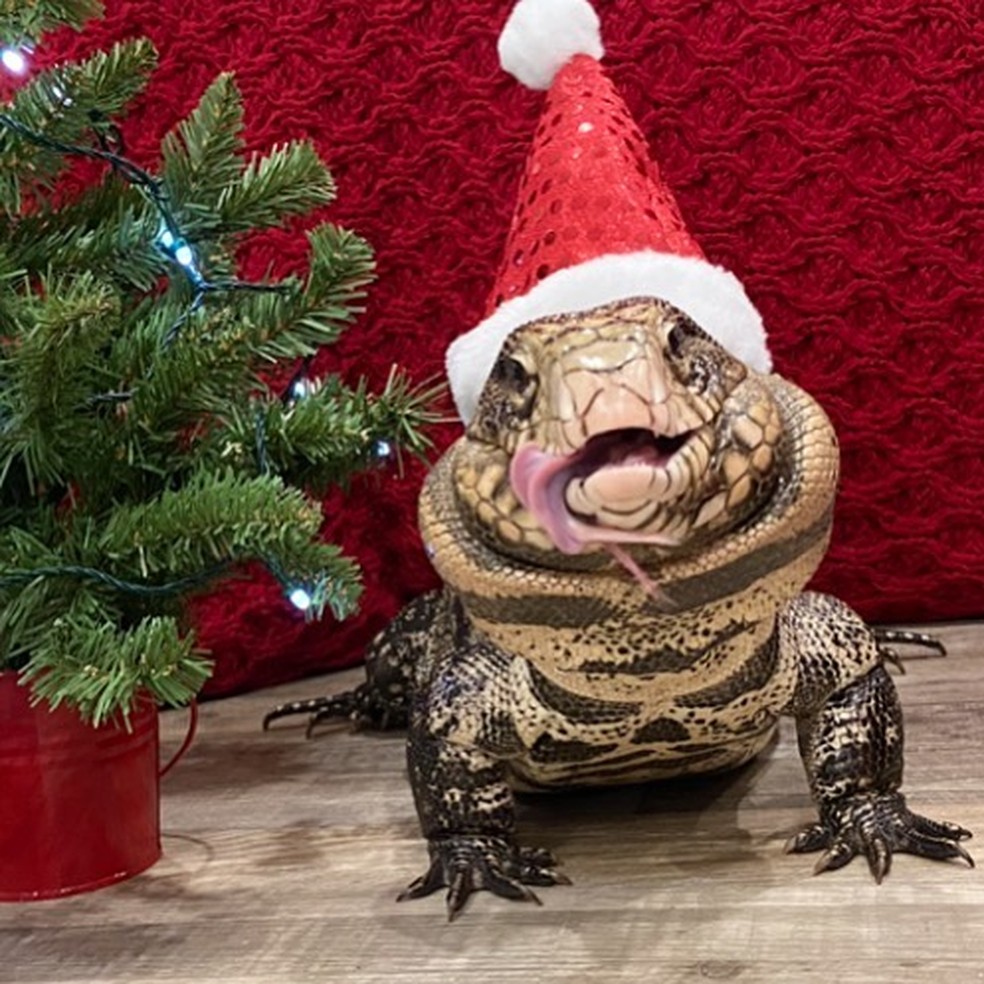 O lagarto natalino te deseja um Feliz Natal! — Foto: Instagram/ @bluethetegu/ Reprodução