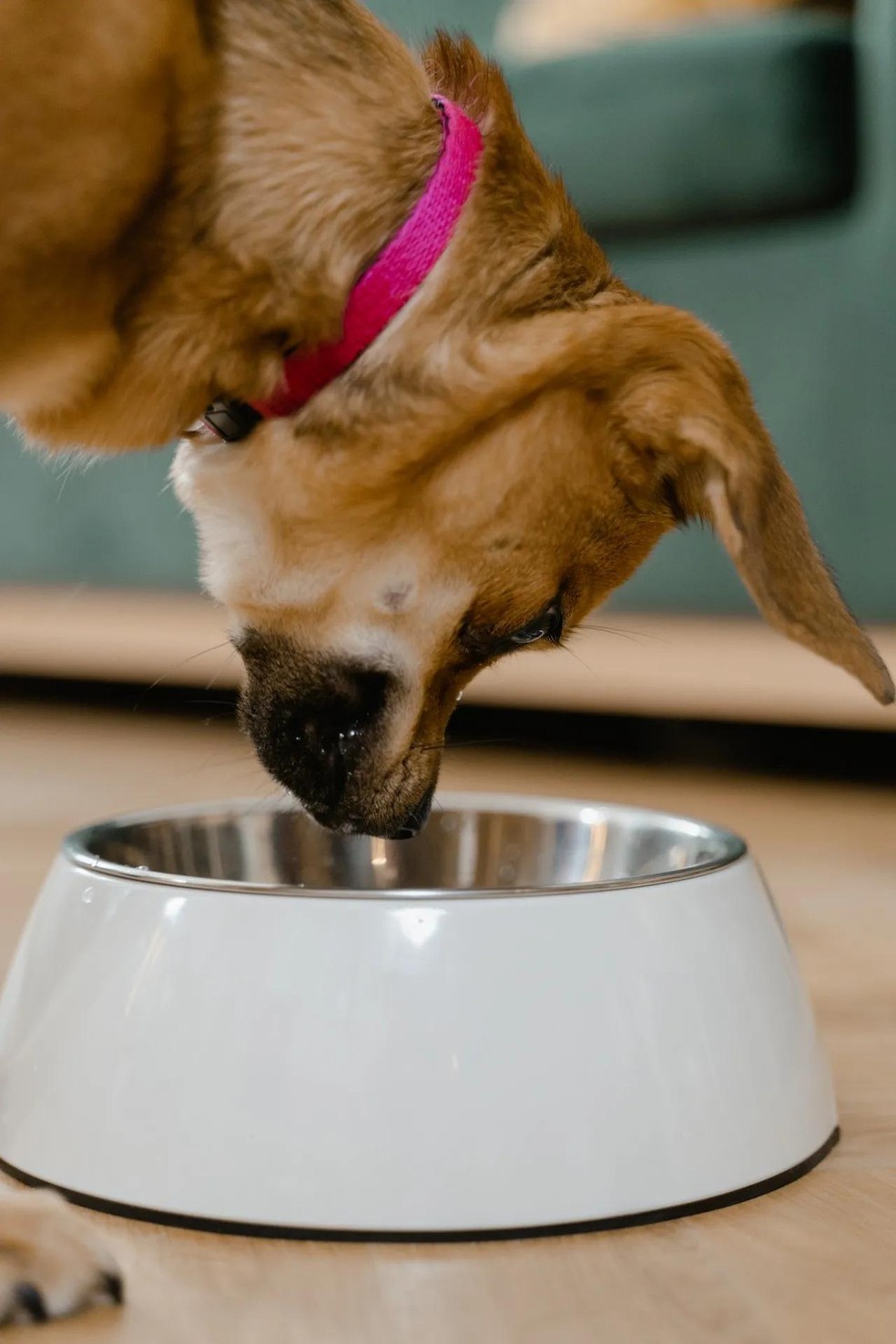Se flagrar o cão comendo alimentos tóxicos ou contraindicados, o tutor deve procurar o veterinário e também pode induzir o vômito do animal ou administrar carvão ativado — Foto: Pexels/ MART PRODUCTION/ CreativeCommons