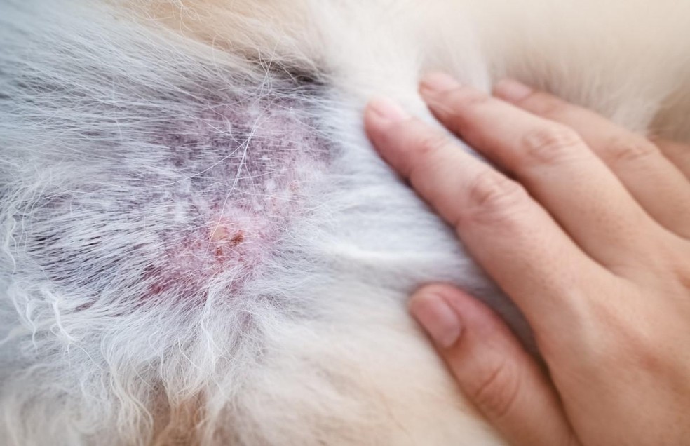 As lesões causadas pelo vírus monkeypox formam bolhas no corpo do animal — Foto: Canva/ CreativeCommons