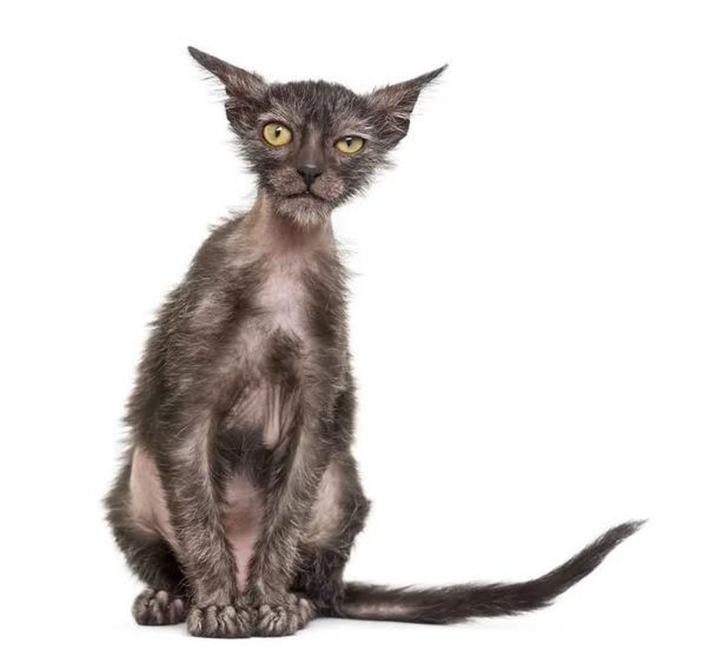 Devido a uma mutação genética, gatos lykoi apresentam falhas em seu pelo e podem chegar a ter alopecia total — Foto: ( Deposit Photos/ Reprodução)