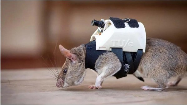 G1 - Ratos gigantes são treinados para encontrar explosivos no