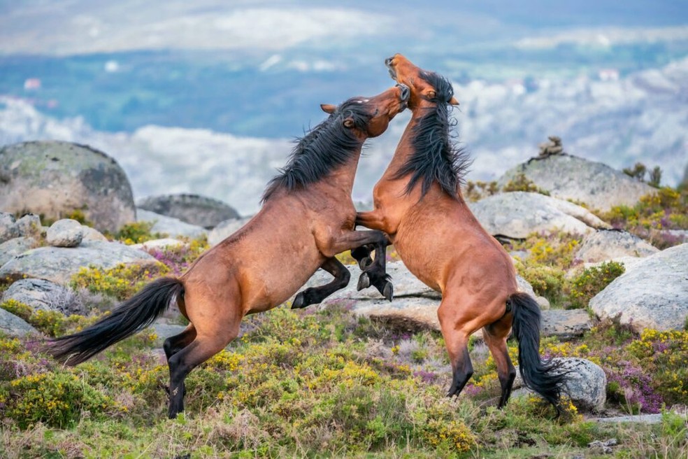 Cavalos garrano lutando em um parque nacional português — Foto: Norbertoe/ Wikimedia Commons/ CreativeCommons