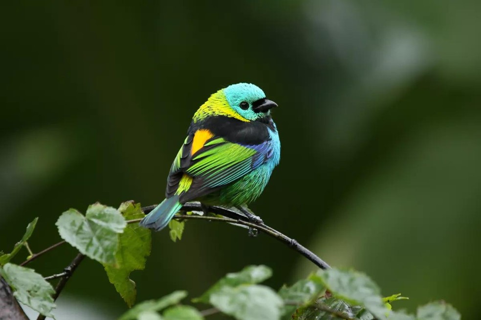 Saíra-sete-cores - Tangara seledon — Foto: ( Conecta Verde/ Reprodução)