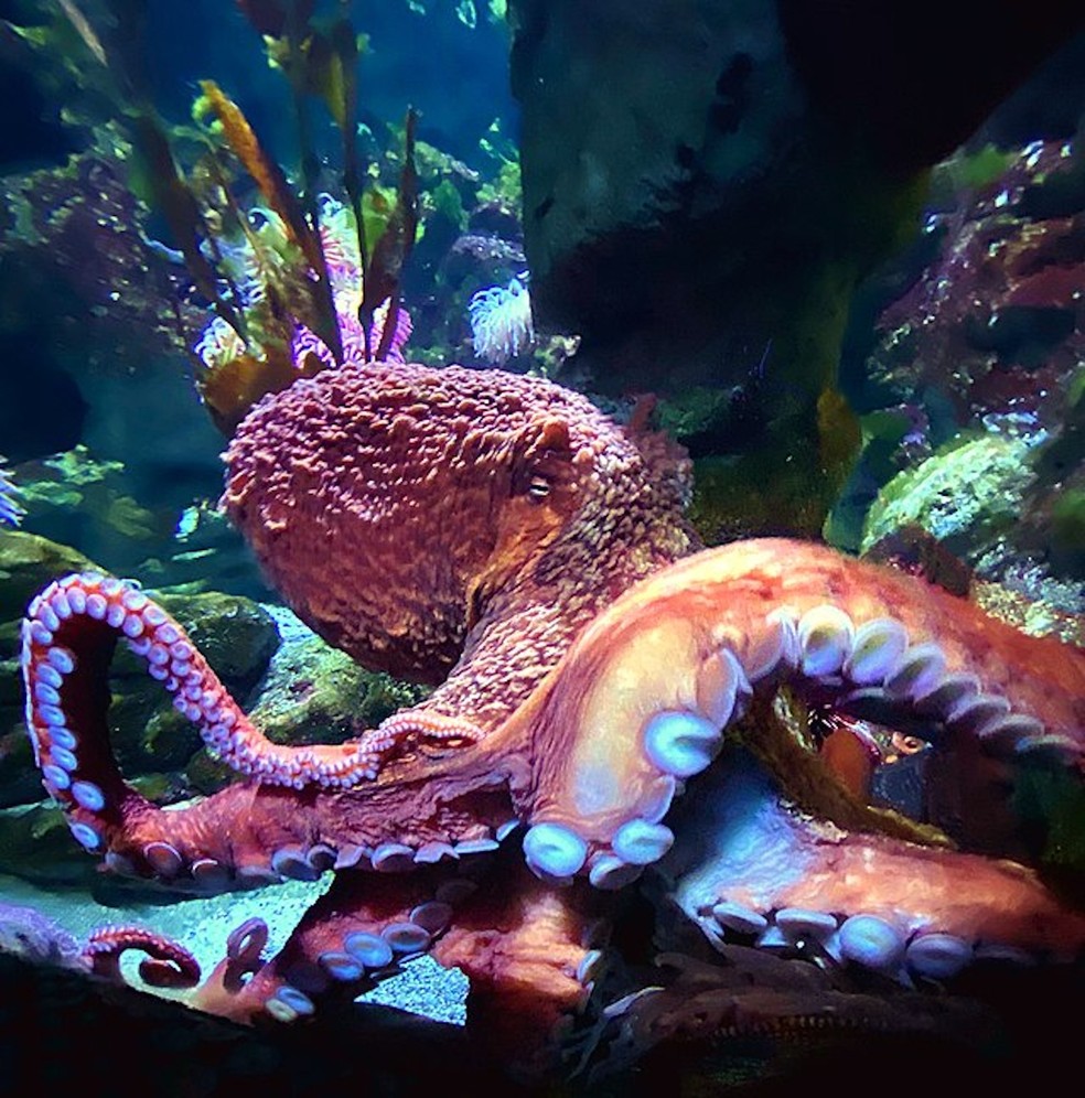 Polvo em um aquário em New England, Estados Unidos — Foto: Betty Wills/ Wikimedia Commons/ Creative Commons