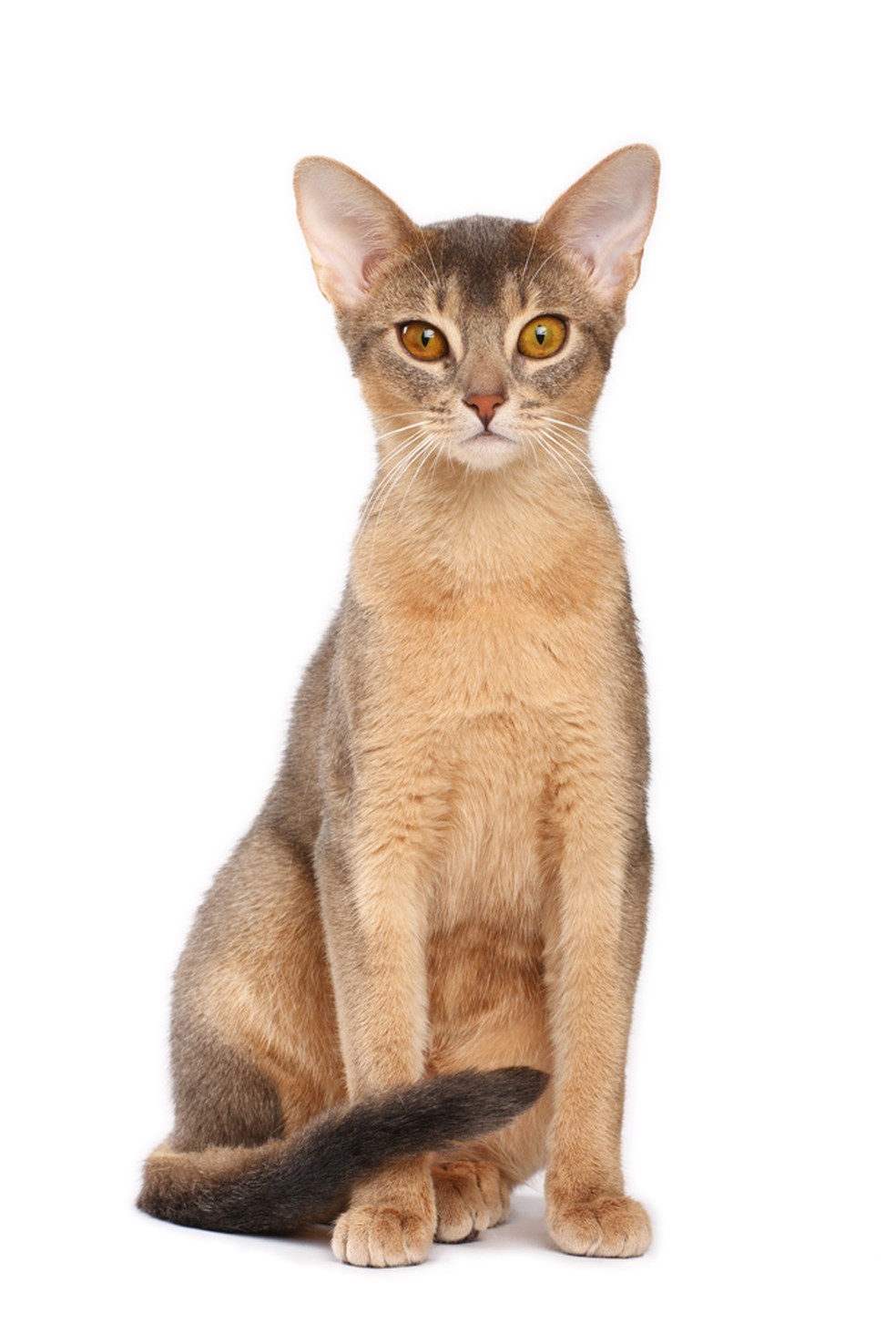 Os gatos participarão de um concurso de beleza felina, julgado por juízes convidados  — Foto: Shutterstock/Divulgação PremieRpet®