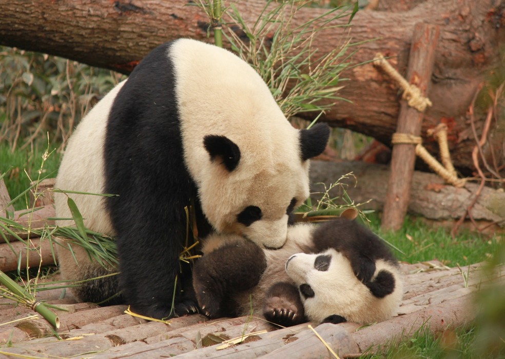 Pandas-gigantes – Ailuropoda melanoleuca — Foto: Diana Silaraja/ Pexels/ Creative Commons