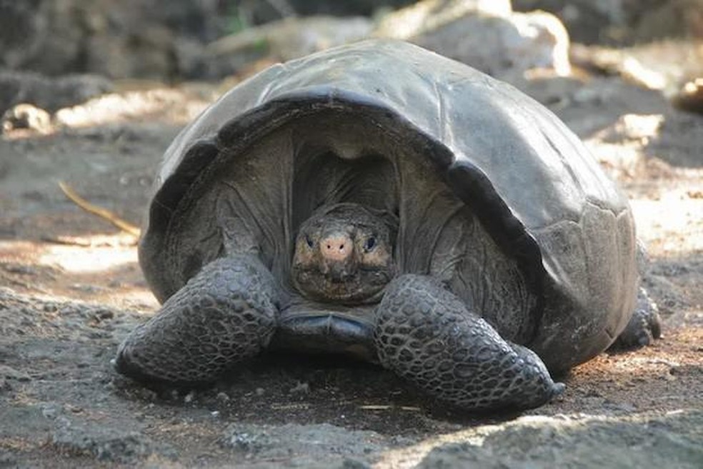 Estima-se que essa fêmea tenha 100 anos de idade. Considerando que tartarugas gigantes vivem até 200 anos, há esperança de que ela possa ajudar no ressurgimento da espécie — Foto: ( Parque Nacional de Galápagos/ Divulgação)