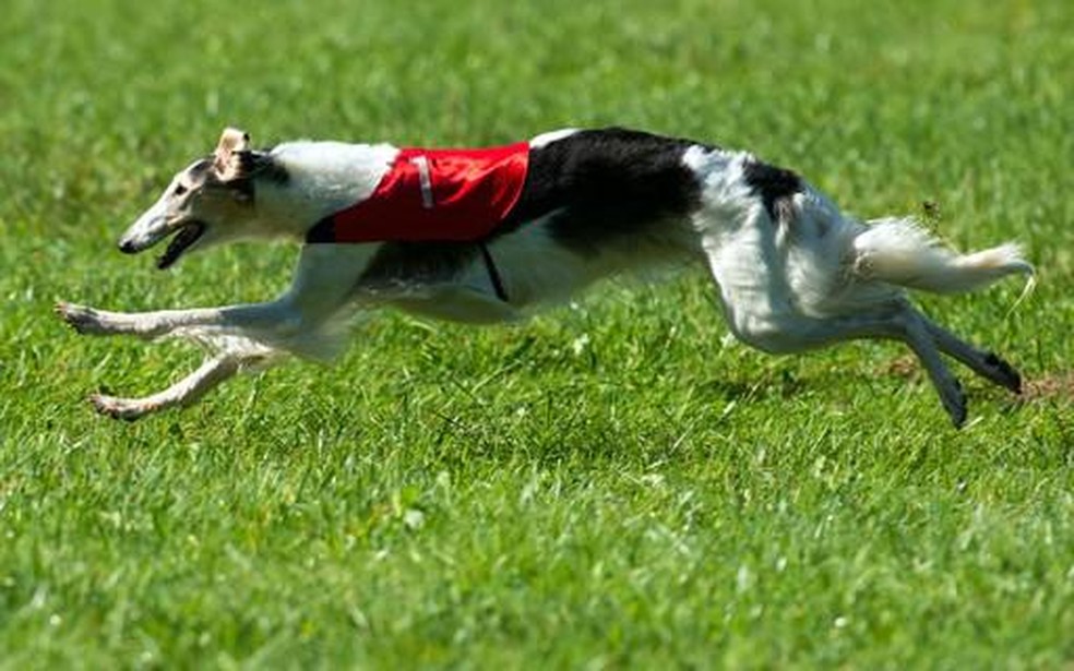 O borzoi é considerado um dos cães mais rápidos do mundo — Foto: Canva/ CreativeCommons