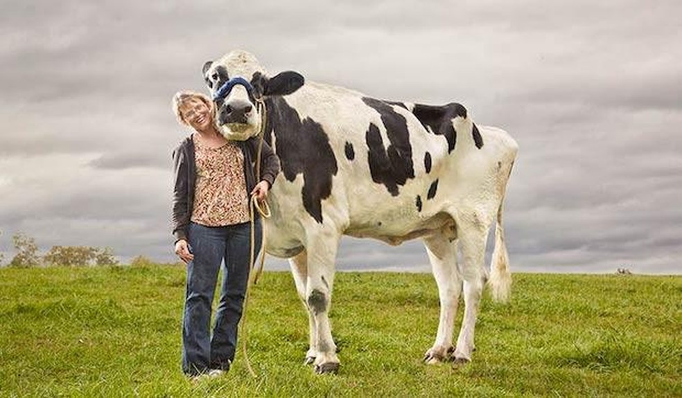 A vaca é mais alta que a maioria dos humanos — Foto: ( GWR/ Reprodução)