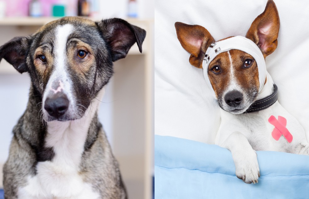 Muitos especialistas compartilham o "antes e depois" de procedimentos veterinários realizados em pets, mas isso é proibido — Foto: Canva/ CreativeCommons