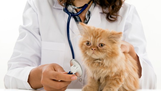 Dermatofitose em cães e gatos: causas, sintomas e tratamento