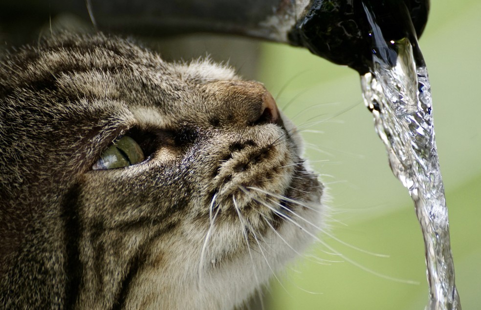 Gatos não são biologicamente acostumados a beber água — Foto: Canva/ Creative Commoms