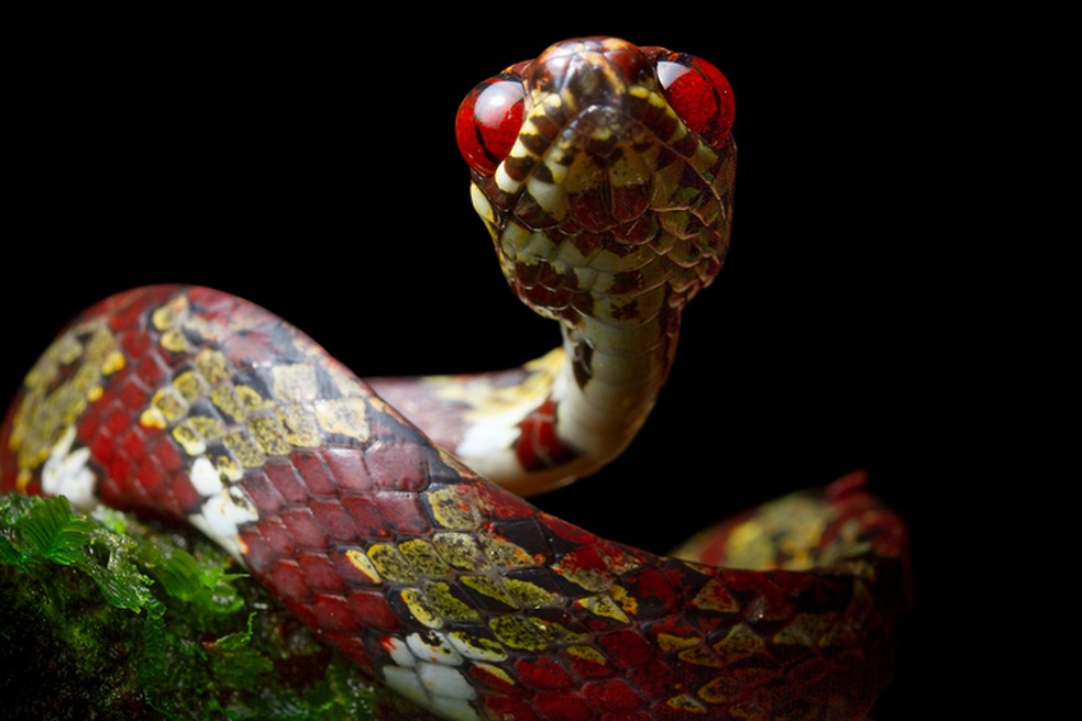  A cobra comedora de caracóis do dossel é uma das espécies descobertas — Foto: Alejandro Arteaga/ Eurekalert/ Reprodução