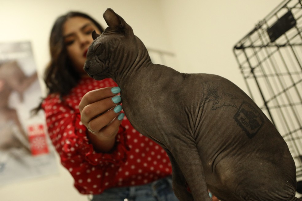 O gato spinx foi tatuado com a frase 'Made In Mexico' — Foto: Getty Images