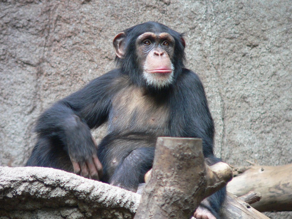 Parentes primatas mais próximos aos seres humanos passam menos tempo em árvores e mais tempo no solo. Na foto, um chimpanzé no zoológico de Leipzig, na Alemanha — Foto: Wikipedia/ Thomas Lersch/ Wikimedia Commons