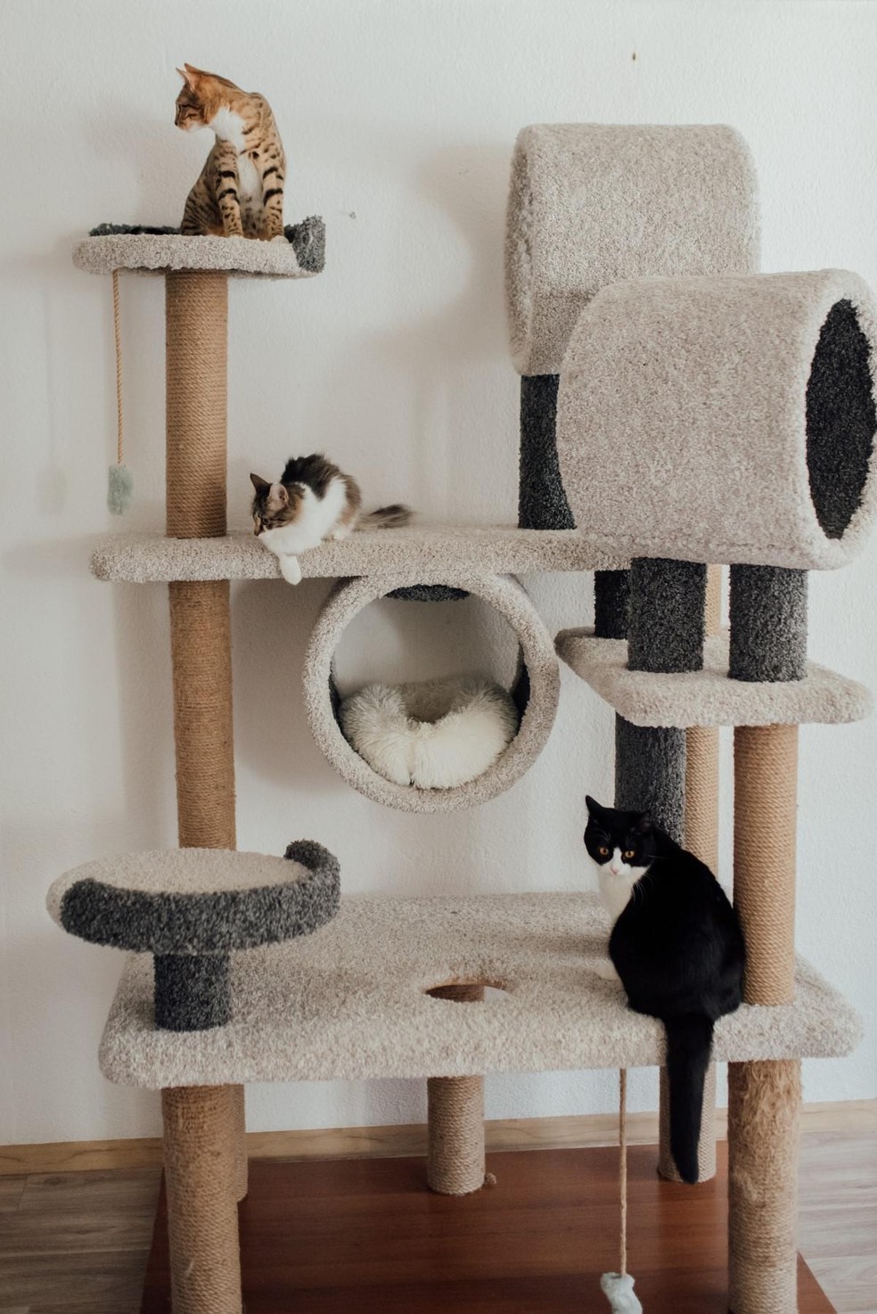Os gatos são semi-arborícolas na natureza, ou seja, eles precisam de lugares altos e com obstáculos para andar — Foto: ( Pexels/ Arina Krasnikova/ CreativeCommons)