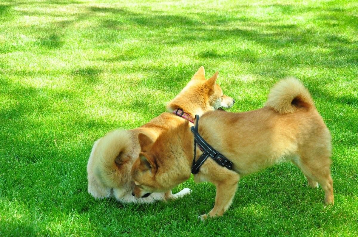 Cachorro lambendo o cu da mulher