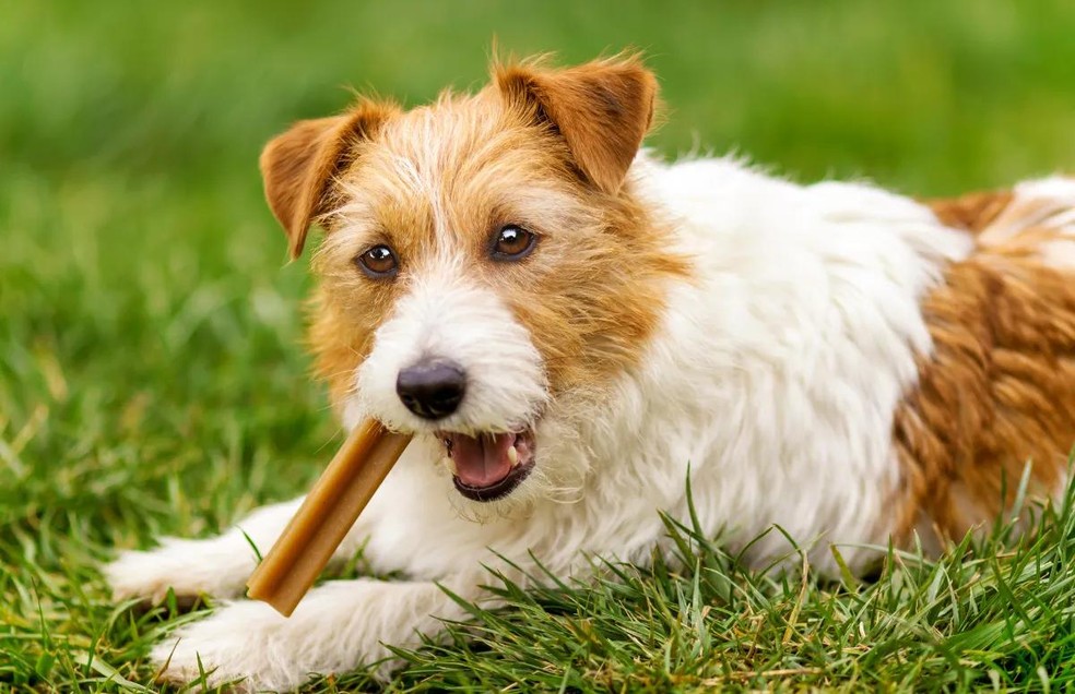 Letargia, náusea, vômito, hipotermia e convulsões são sintomas da intoxicação em cães — Foto: Canva/ CreativeCommons