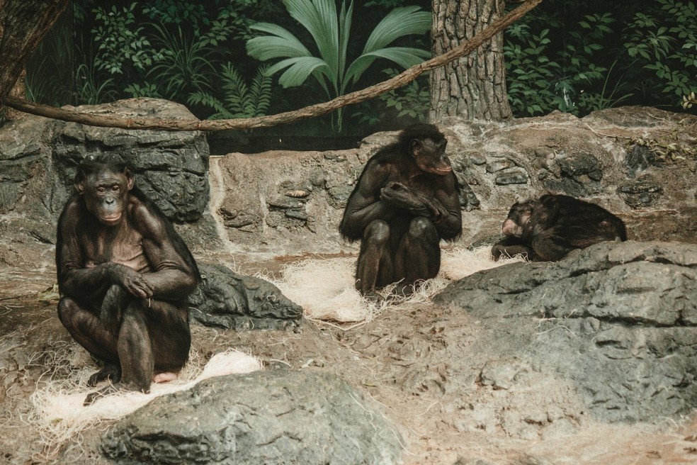 De modo geral, os primatas são seres sociais e vivem em bando. Na foto, bonobos no zoológico de Cincinnati, nos Estados Unidos — Foto: Unsplash/ Sean Foster/ Creative Commons