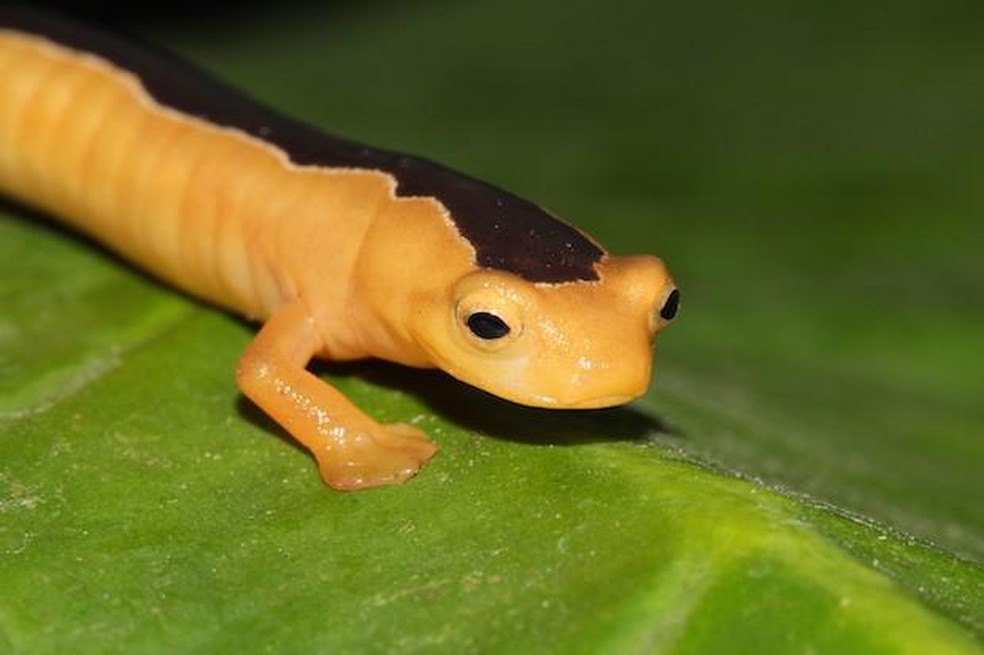 Salamandra Jackson - Bolitoglossa jacksoni — Foto: Divulgação/ GWC9 / Wikimedia Commons / CreativeCommons