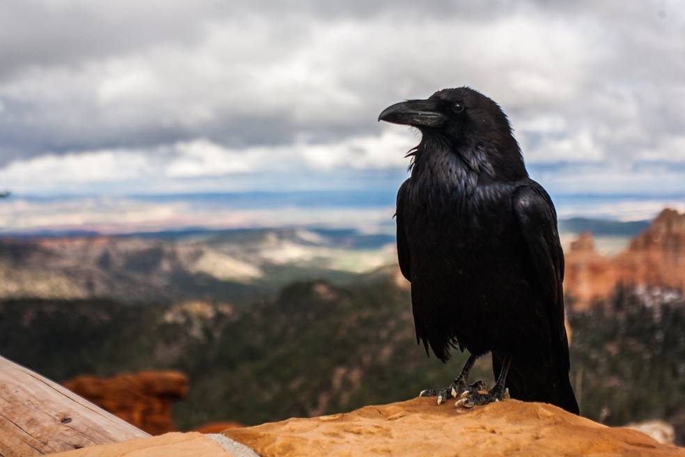No hinduísmo, o corvo é visto como o mensageiro do deus da morte Yama, e a festividade visa apaziguar o animal para evitar a morte e o luto no ano vindouro  — Foto: Unsplash/ Tyler Quiring/ CreativeCommons