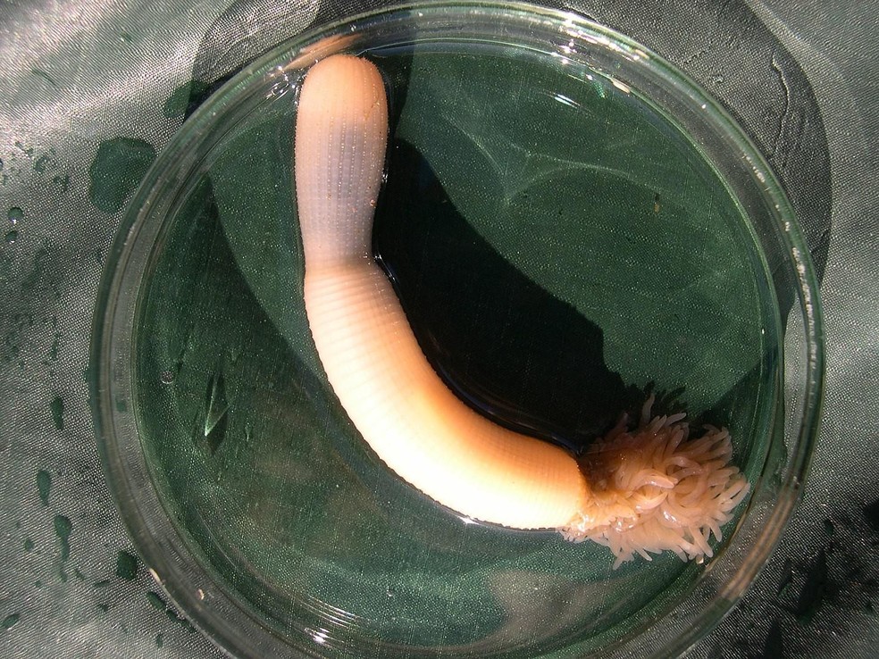 Com formato cilíndrico e cor rosada, estes vermes marinhos lembram o pênis humano — Foto: ( Wikipedia/ Shunkina Ksenia/ Wikimedia Commons)