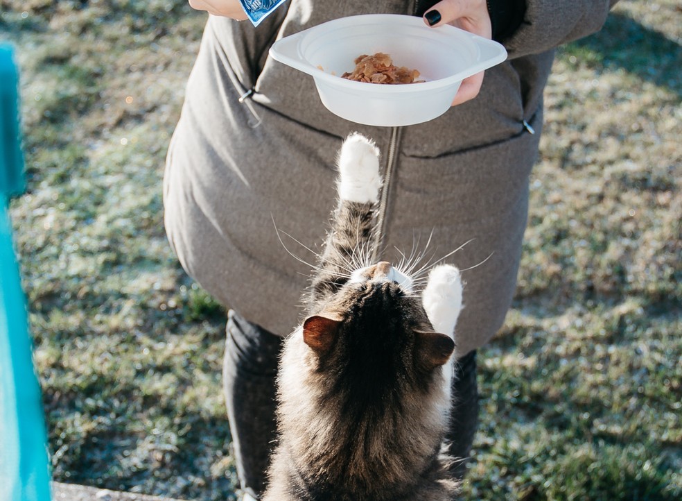 Gatos podem se beneficiar de alimentos úmidos, pois tendem a não ingerir tanta água voluntariamente — Foto: Pexels/ NastyaSensei/ Creative Commons