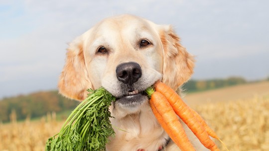 Alimentação natural para cães: conheça 5 benefícios para seu pet