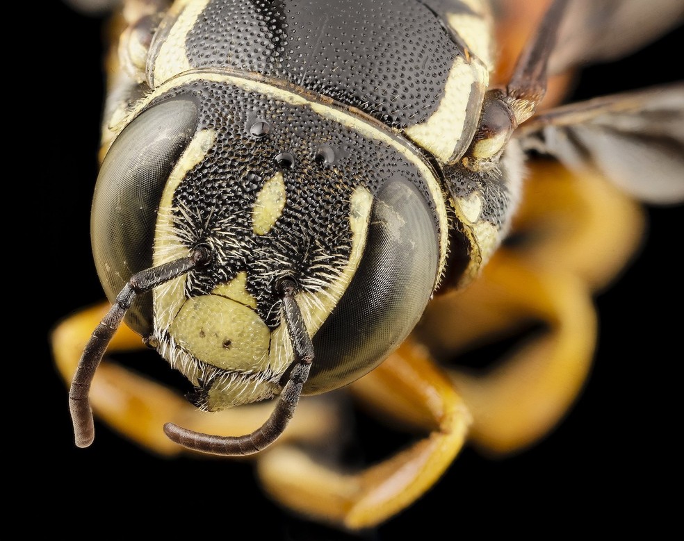 Abelha anthiidini – Pachyanthidium sp. — Foto: USGS Bee Inventory and Monitoring Lab/ Wikimedia Commons/ Creative Commons