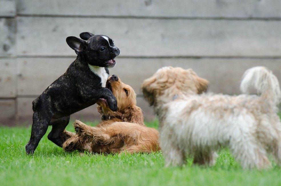 É mais fácil de moldar a personalidade de cachorros filhotes conforme as experiências proporcionadas para eles — Foto: ( Pixabay/ Katrin B. /CreativeCommons)