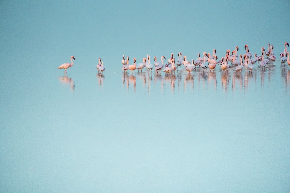 Flamingos agem da mesma forma que nós, humanos: criando 'panelinhas' nos grupos sociais com aqueles de caráter semelhante — Foto: Unsplash/ Eelco Böhtlingk/ Creative Commons