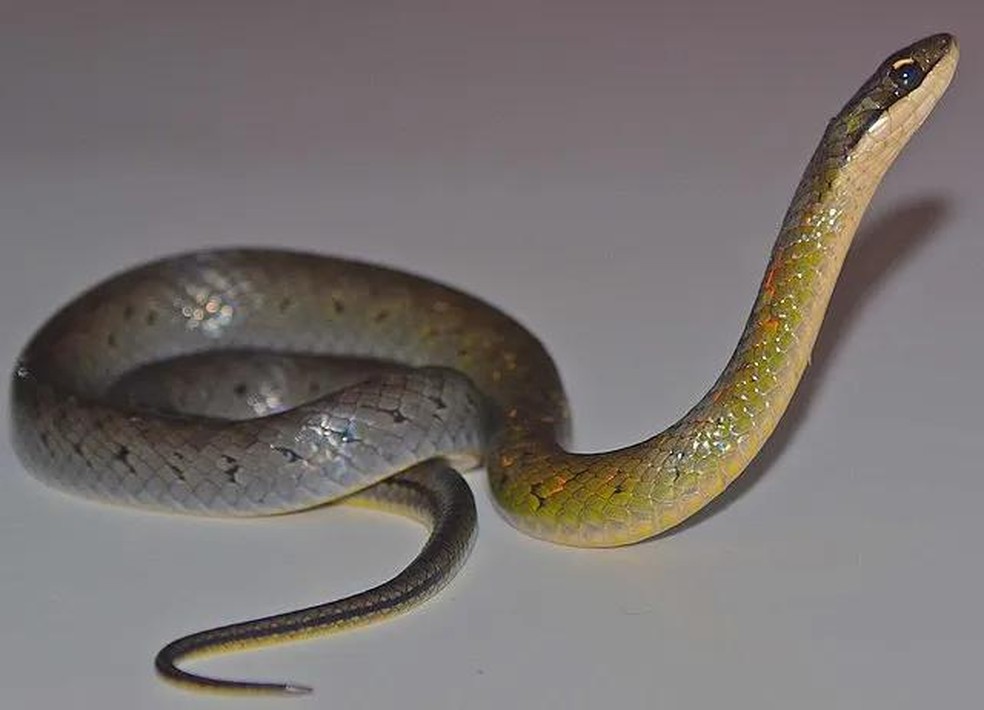 A serpente Erythrolamprus epinephalus é um dos poucos possíveis predadores da rã flecha-dourada — Foto: ( Wikipedia/ Álvaro Velásquez/ Wikimedia Commons)