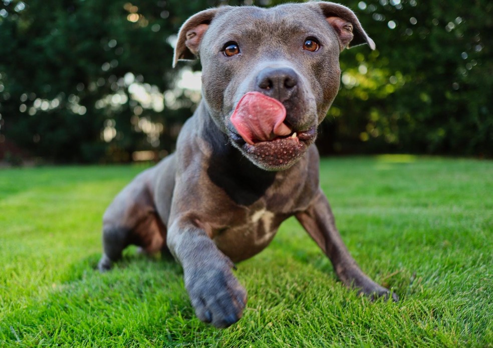 O pitbull foi criado para briga de cachorro, tendo a agressividade, a mordida forte e a resiliência como características para a atividade — Foto: ( Pexels/ @nicolecedik/ CreativeCommons)