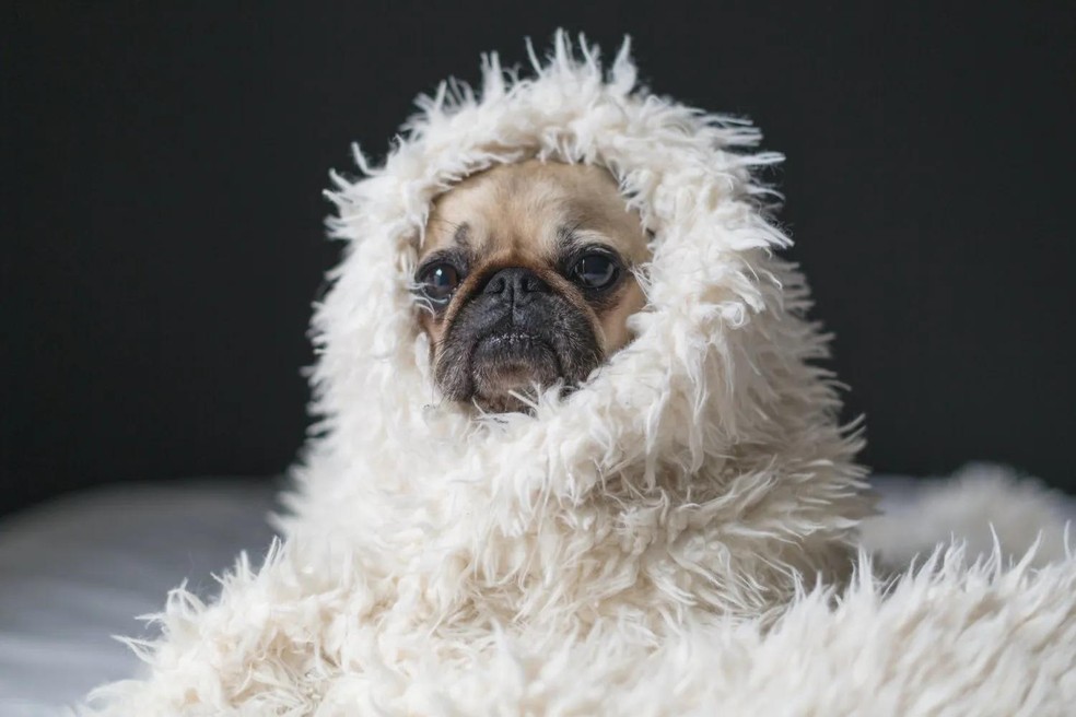 Cães que desenvolvem alta dependência emocional podem desenvolver depressão com mais facilidade — Foto: ( Unsplash/ Matthew Henry/ CreativeCommons)