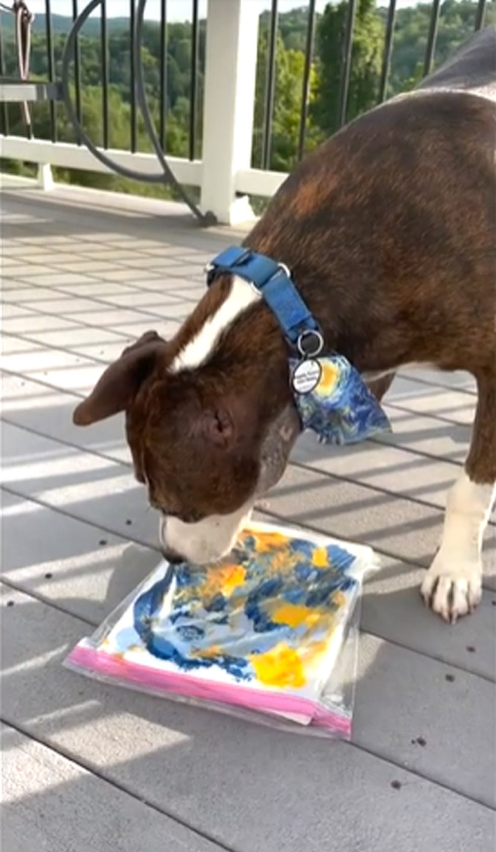 Para pintar, o cão Van Gogh lambe sobre o plástico e espalha as tintas na tela — Foto: Facebook/ @happilyfureverafter/ Reprodução
